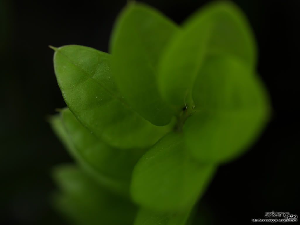 Olympus Macro Flash System Ring Flash Set SRF11 & Twin Flash TF22